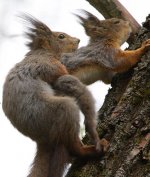 squirrel-sex.jpg