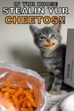 cheetos cat65_n.jpg